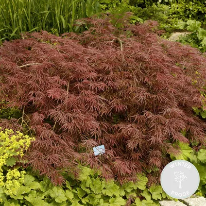 Acer palmatum 'Garnet' – Érable du Japon – Arbuste - Rustique – ⌀19 cm - ↕50-60 cm 2