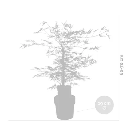 Acer palmatum 'Garnet' – Érable du Japon – Arbuste - Rustique – ⌀19 cm - ↕50-60 cm 3