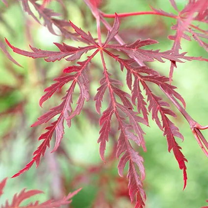 Acer palmatum 'Garnet' – Érable du Japon – Arbuste - Rustique – ⌀19 cm - ↕50-60 cm 4
