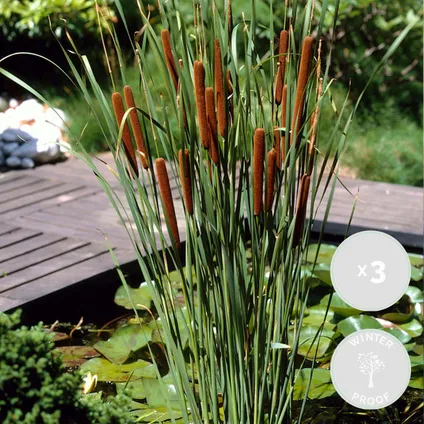 3x Typha latifolia - Grote lisdodde - Vijverplant - Winterhard - ⌀9 cm - ↕15-25 cm