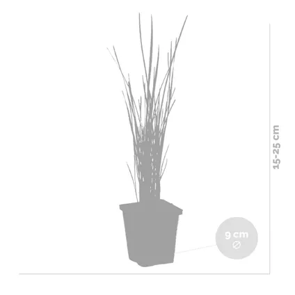3x Typha latifolia - Grote lisdodde - Vijverplant - Winterhard - ⌀9 cm - ↕15-25 cm 4