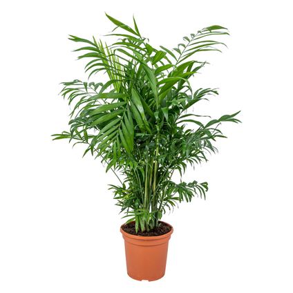 Chamaedorea Elegans - Mexicaanse Dwergpalm - Kamerplant - luchtzuiverend - ⌀17 cm - ↕50-60 cm