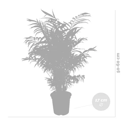 Chamaedorea Elegans - Mexicaanse Dwergpalm - Kamerplant - luchtzuiverend - ⌀17 cm - ↕50-60 cm 5