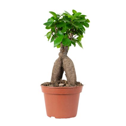 Ficus microcarpa 'Ginseng' – Bonsai – Kamerplant – ⌀15 cm - ↕25-35 cm