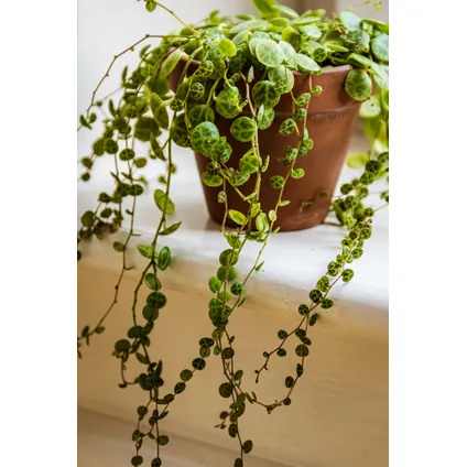 Schildpad plant - Calissia Repens - Pot 12 cm - Hoogte 20 cm 2