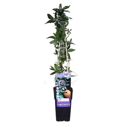 Passiflora caerulea – Passiebloem – Klimplant – Winterhard - ⌀15 cm - ↕ 60-70 cm 2