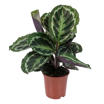 Calathea 'Medaillon' - Pauwenplant - Kamerplant - Luchtzuiverend - ⌀14 cm - ↕40-45 cm