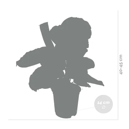 Calathea 'Medaillon' - Pauwenplant - ⌀14 cm - ↕40-45 cm 4