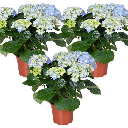 3x Hydrangea macrophylla 'Early Blue'– Hortensia – Heester - Winterhard - ⌀14 cm - ↕30-40 cm