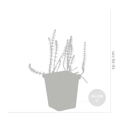 Hippuris Vulgaris – Lidsteng – Vijverplant – Onderhoudsvriendelijk – zone 2t/m5 – ⌀11cm - ↕15-25 cm 3