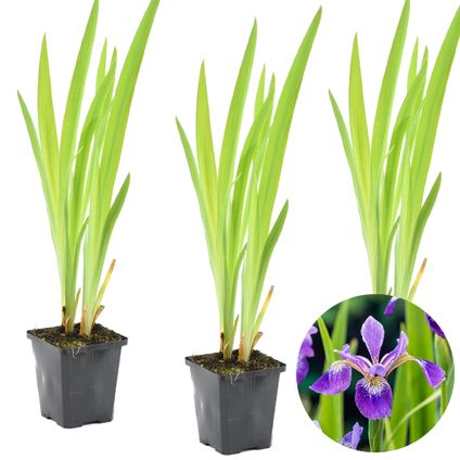 3x Iris 'Versicolor' – Wilde Iris – Vijverplant –Winterhard – ⌀9 cm - ↕20-30 cm
