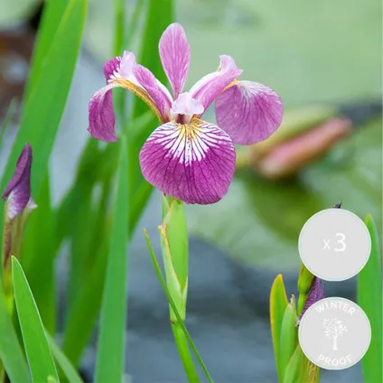 3x Iris 'Versicolor' – Wilde Iris – Vijverplant –Winterhard – ⌀9 cm - ↕20-30 cm 2