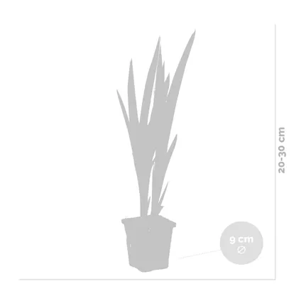 3x Iris 'Versicolor' – Wilde Iris – Vijverplant –Winterhard – ⌀9 cm - ↕20-30 cm 3