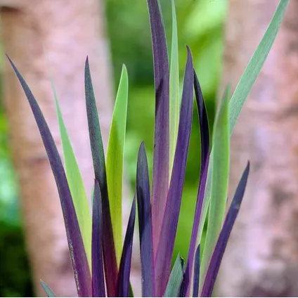 3x Iris 'Versicolor' – Wilde Iris – Vijverplant –Winterhard – ⌀9 cm - ↕20-30 cm 4