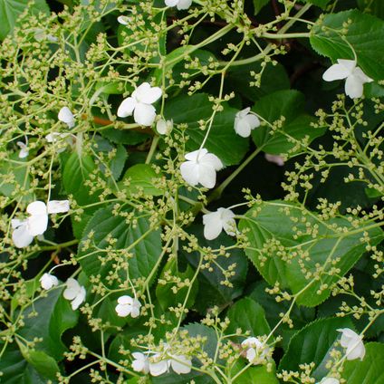 Hortensia 'Petiolaris' - Hortensia grimpant - Plante grimante - Autocollant - ⌀15 cm - ↕60-70 cm