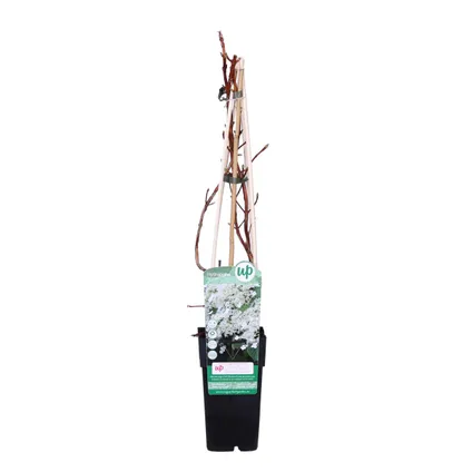 Hydrangea Petiolaris – Klimhortensia – Klimplant – ⌀15 cm - ↕60-70 cm 2