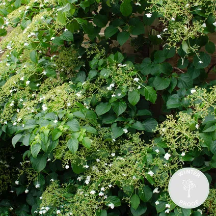 Hydrangea Petiolaris – Klimhortensia – Klimplant – ⌀15 cm - ↕60-70 cm 3