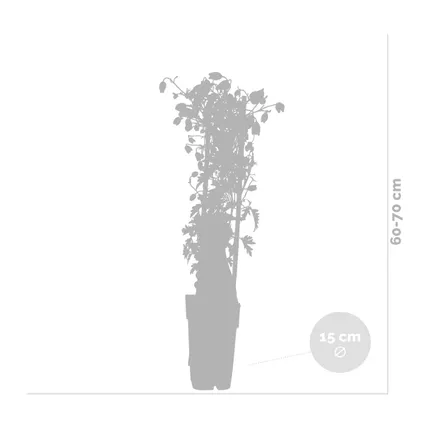 Hydrangea Petiolaris – Klimhortensia – Klimplant – ⌀15 cm - ↕60-70 cm 4
