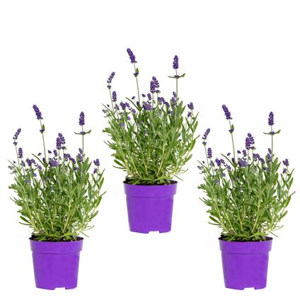3x Lavandula angustifolia 'Ardèche Blue' – Lavendel – Heester – Winterhard – ⌀10,5 cm - ↕10-15 cm