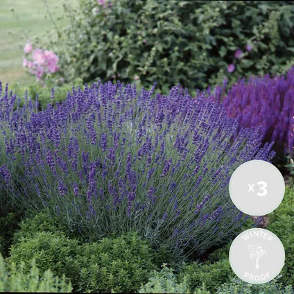 3x Lavandula angustifolia 'Ardèche Blue' – Lavendel – Heester – Winterhard – ⌀10,5 cm - ↕10-15 cm 2