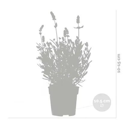 3x Lavandula angustifolia 'Ardèche Blue' – Lavendel – Heester – Winterhard – ⌀10,5 cm - ↕10-15 cm 3