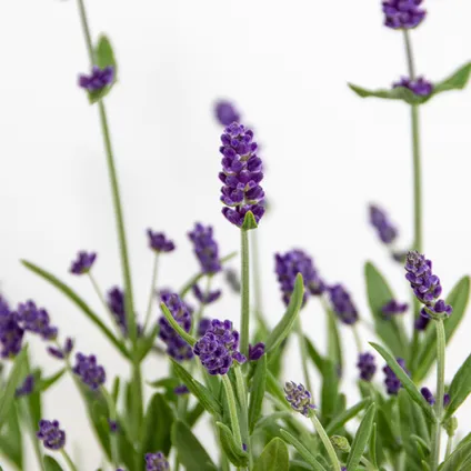 3x Lavandula angustifolia 'Ardèche Blue' – Lavendel – Heester – Winterhard – ⌀10,5 cm - ↕10-15 cm 4