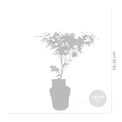 3x Acer 'Amagi Shigure' – Japanse Esdoorn – ⌀13cm - ↕25-35cm 3
