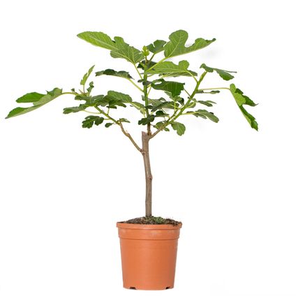 Ficus Carica – Vijgenboom – Fruitboom – Winterhard - ⌀17 cm - ↕60-70 cm