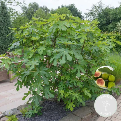 Ficus Carica – Vijgenboom – Fruitboom – Winterhard - ⌀17 cm - ↕60-70 cm 2