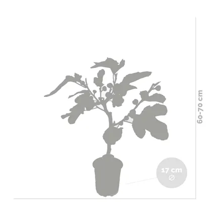Ficus Carica - Vijgenboom - ⌀17 cm - ↕60-70 cm 3
