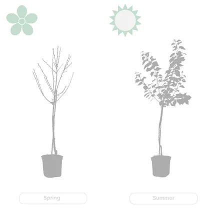 Ficus Carica – Vijgenboom – Fruitboom – Winterhard - ⌀17 cm - ↕60-70 cm 5