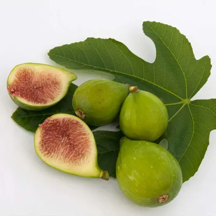 Ficus Carica – Vijgenboom – Fruitboom – Winterhard - ⌀17 cm - ↕60-70 cm 6