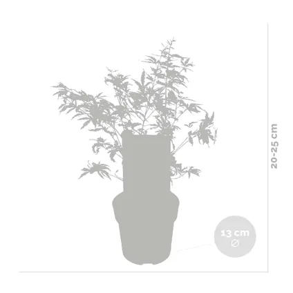 2x Japanse Esdoorn - Acer palm. 'Butterfly' - Pot 15 - Hoogte 45-50 cm 3