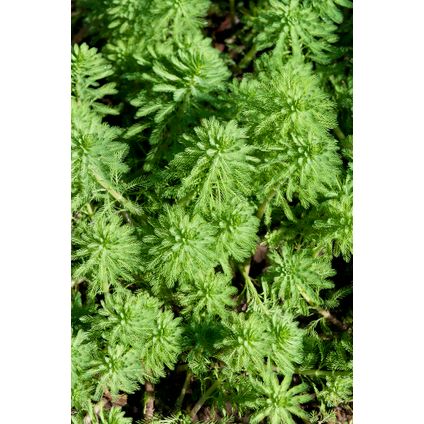 Myriophyllum 'Red Stem' – Vederkruid – Zuurstofplant – Zone 2 t/m 5 – ⌀11 cm - ↕15-25 cm