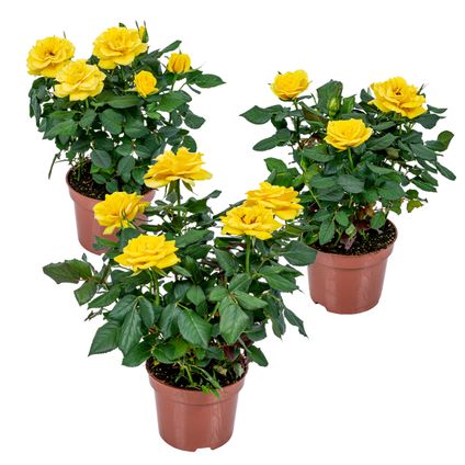3x Potroos Geel - Rosa – Terras- & kamerplant – Onderhoudsvriendelijk – ⌀12cm – ↕20-30cm