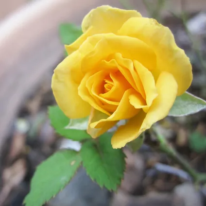 3x Potroos Geel - Rosa – Terras- & kamerplant – Onderhoudsvriendelijk – ⌀12cm – ↕20-30cm 3