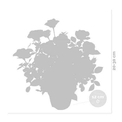 3x Potroos Geel - Rosa – Terras- & kamerplant – Onderhoudsvriendelijk – ⌀12cm – ↕20-30cm 5