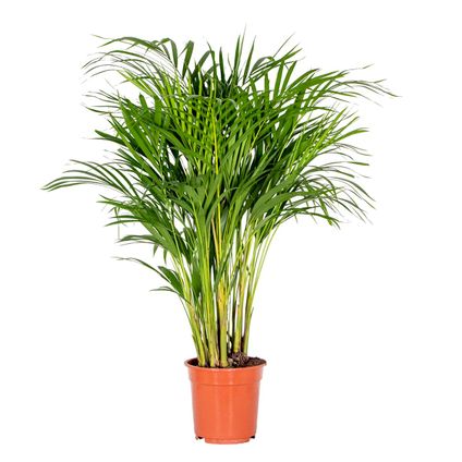 Dypsis Lutescens - Goudpalm - Kamerplant - Onderhoudsvriendelijk - ⌀20 cm - ↕90-100 cm