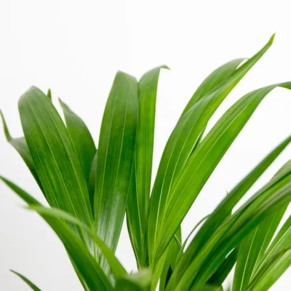 Dypsis Lutescens - Palmier Dorés - Plante d'intérieur - Entretien facile – ⌀20 cm - ↕90-100 cm 3