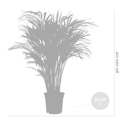 Dypsis Lutescens - Palmier Dorés - Plante d'intérieur - Entretien facile – ⌀20 cm - ↕90-100 cm 5