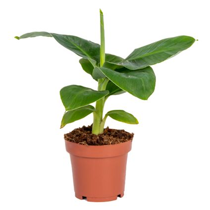 Musa ‘Oriental Dwarf - Bananenplant - ⌀12 cm - ↕20-25 cm