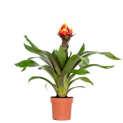Guzmania Crown – Kokerplant – Kamerplant – Onderhoudsvriendelijk – ⌀12 cm – ↕40-50 cm