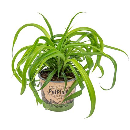 Lys d'herbe - Chlorophytum 'Green Bonnie' chaque - PetFriendly - Plante d'intérieur ⌀12 cm - ↕25 cm