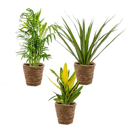 3x Tropische kamerplanten mix Incl. Zeegras Mand – Luchtzuiverend – ⌀12 cm - ↕ 25-40 cm