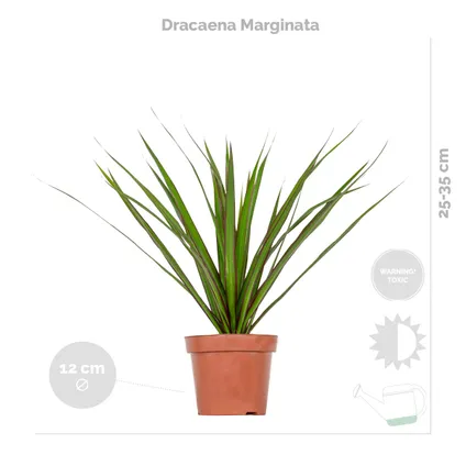 3x Tropische kamerplanten mix Incl. Zeegras Mand – Luchtzuiverend – ⌀12 cm - ↕ 25-40 cm 4