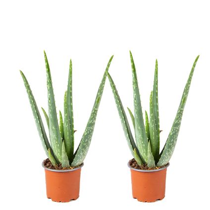 2x Aloe Vera Barbadensis - Vetplant - Kamerplant - Onderhoudsvriendelijk - ⌀10,5 cm - ↕30-35 cm