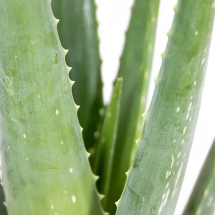2x Aloe Vera Barbadensis - Vetplant - Kamerplant - Onderhoudsvriendelijk - ⌀10,5 cm - ↕30-35 cm 3