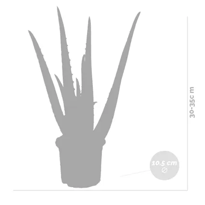 2x Aloe Vera Barbadensis - Vetplant - Kamerplant - Onderhoudsvriendelijk - ⌀10,5 cm - ↕30-35 cm 5