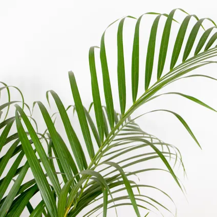 Dypsis Lutescens - Palmier Dorés - Plante d'intérieur - Entretien facile – ⌀24 cm - ↕120-130 cm 3