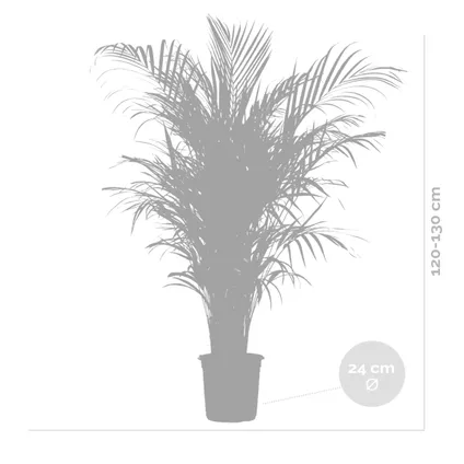 Dypsis Lutescens - Palmier Dorés - Plante d'intérieur - Entretien facile – ⌀24 cm - ↕120-130 cm 5